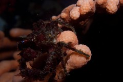 Achaeopsis spinulosa