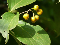 Celastrus paniculatus