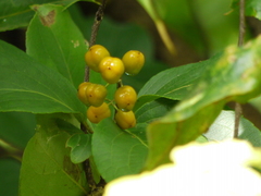 Celastrus paniculatus