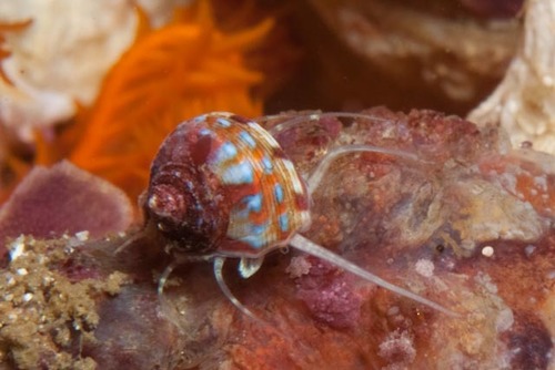 Gibbula multicolor