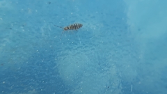 Entomobrya nigrocincta