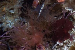 Thyone aurea