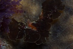 Exallosorus harveyanus