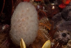 Aplidium circulatum