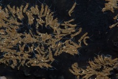 Polydorella