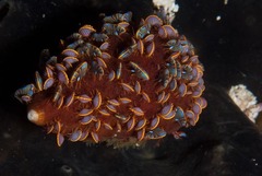 Ochlesis lenticulosus