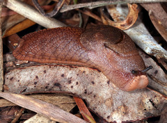 Parmavitrina planilabris