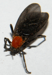 Plecia americana