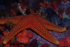 Fromia schultzei