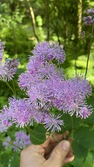 Thalictrum aquilegiifolium