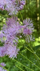 Thalictrum aquilegiifolium