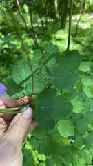 Thalictrum aquilegiifolium