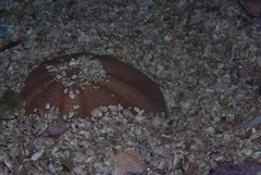 Echinolampas crassa