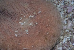 Echinolampas crassa
