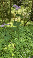 Thalictrum aquilegiifolium