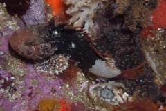 Coccotropsis gymnoderma