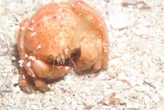 Pseudodromia latens