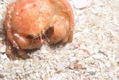 Pseudodromia latens