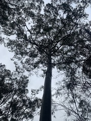 Eucalyptus saligna