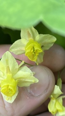 Epimedium × versicolor