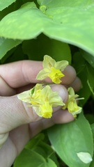 Epimedium × versicolor