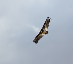 Trigonoceps occipitalis