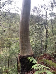 Eucalyptus saligna