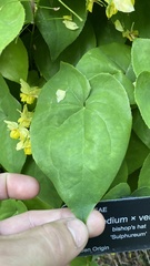 Epimedium × versicolor