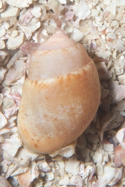 Demoulia