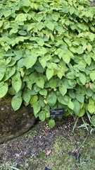 Epimedium × versicolor