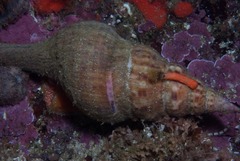 Africofusus ocelliferus