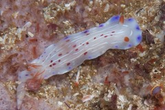 Hypselodoris capensis