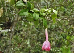 Passiflora cumbalensis