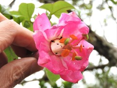 Passiflora cumbalensis