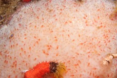 Cystodytes