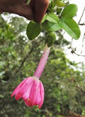 Passiflora cumbalensis