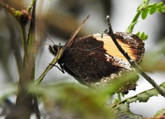 Pedaliodes praxithea