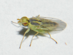 Meromyza