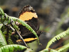 Pedaliodes praxithea