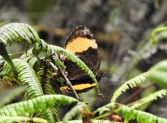 Pedaliodes praxithea