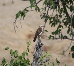Turdoides gymnogenys