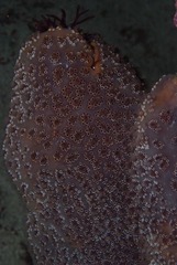 Aplidium flavolineatum