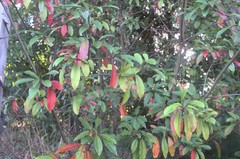 Photinia davidiana