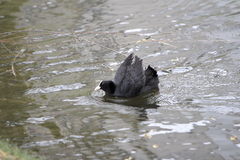 Fulica atra