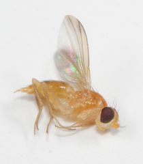Sobarocephala flaviseta