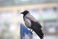 Corvus cornix