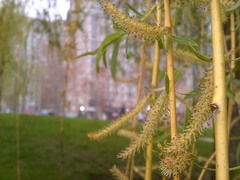 Salix babylonica
