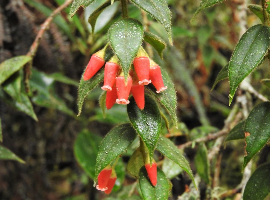 Themistoclesia