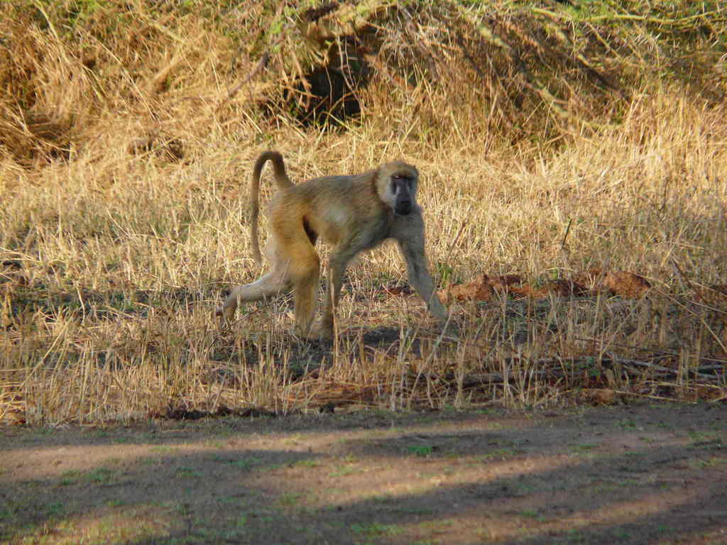 Yellow Baboon