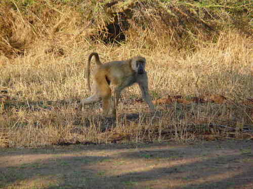 Papio cynocephalus